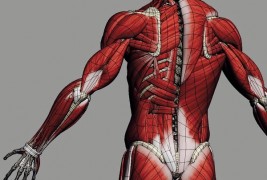Combat the Painful Effects of Sitting